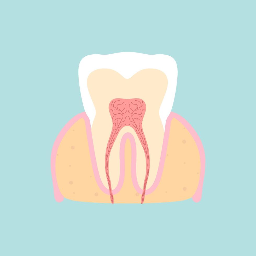 tooth medical anatomy flat design illustration. Internal structure tooth. Canine teeth infographic. illustration cartoon style for vet clinic, healthcare, education vector