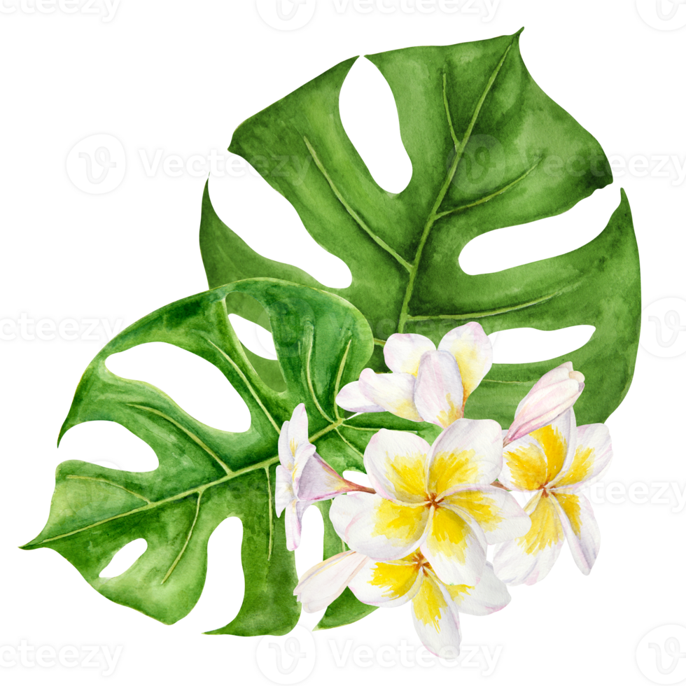 White frangipani, green monstera leaves illustration. Watercolor hand drawn clip art of exotic flower plumeria. Tropical painting for wedding invitations, spa, beauty salon prints, travel guides png