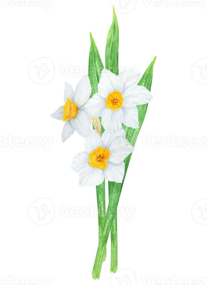 Narcissus, watercolor illustration of daffodils. Hand drawn watercolor bouquet of a fragrant spring garden flower. White and yellow botanical painting for greeting, wedding, Easter, Mothers day print png