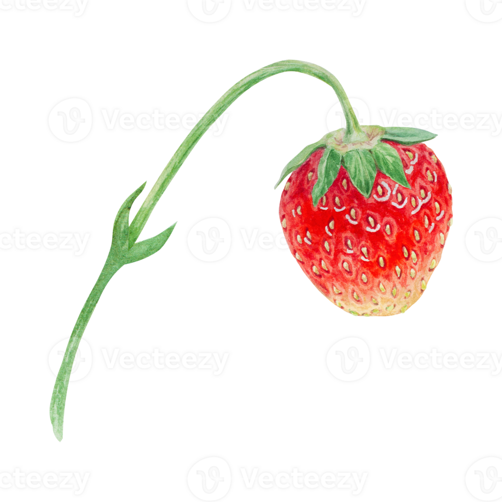 Red strawberry hand drawn watercolor illustration. Delicious food art, fresh botanical realistic painting. Summer sweet berry clipart for restaurant, cafe menu, packaging of farm goods, vegan products png