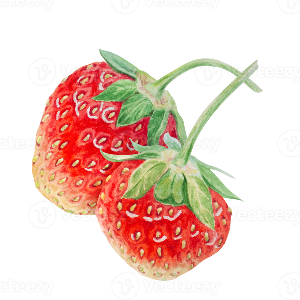 Red strawberry hand drawn watercolor illustration. Delicious food art, fresh botanical realistic painting. Summer sweet berry clipart for restaurant, cafe menu, packaging of farm goods, vegan products png