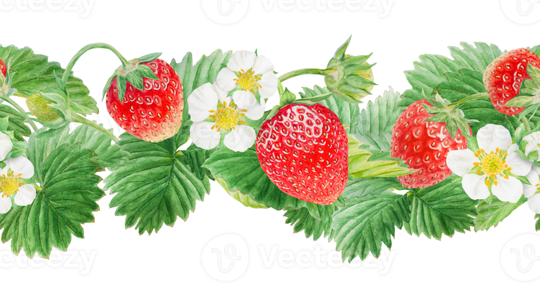 Red strawberry seamless border. Cut in half and whole berries. Hand drawn watercolor ornament. Delicious food art, fresh botanical realistic painting. Summer berry banner for menu, packaging, prints png