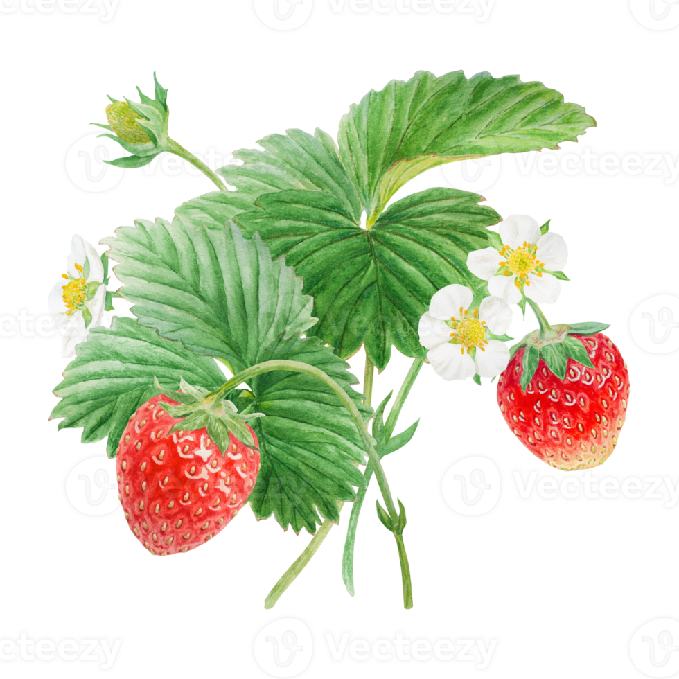 Red strawberry with white flowers bush handdrawn watercolor illustration. Food art, fresh botanical realistic painting. Summer sweet berry clipart for restaurant, cafe menu, farm goods, vegan products png