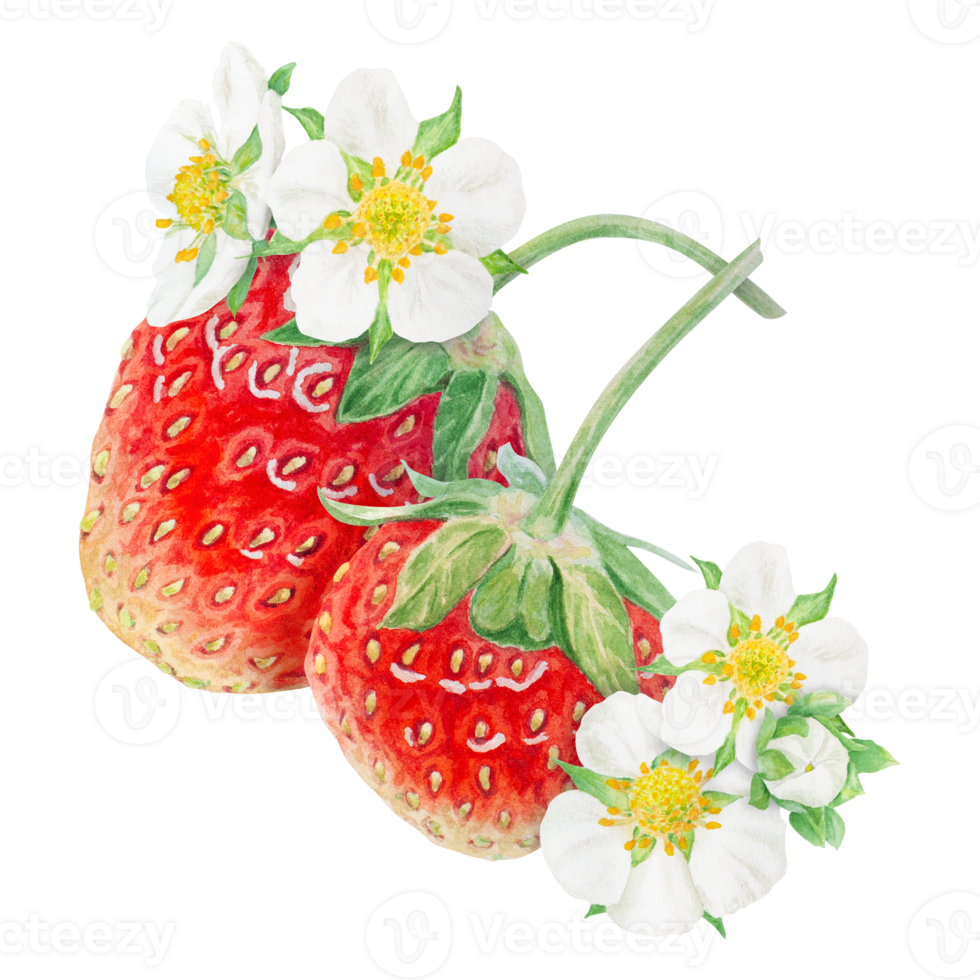 Red strawberry hand drawn watercolor illustration. Food art, fresh botanical realistic painting. Berry and white flowers clipart for restaurant, cafe menu, packaging of farm goods, vegan products png