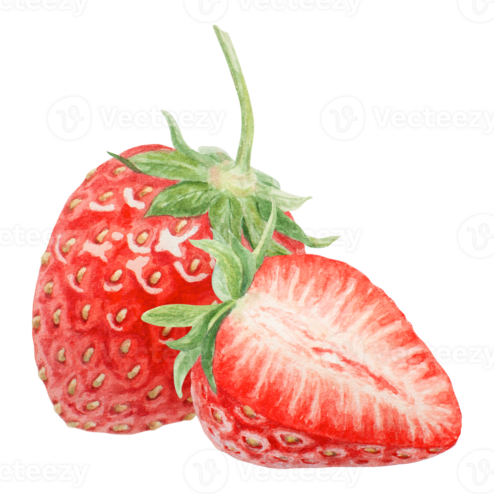 Red strawberry half, slice hand drawn watercolor illustration. Delicious food art, fresh botanical realistic painting. Summer berry clipart for cafe menu, packaging of farm goods, vegan products png