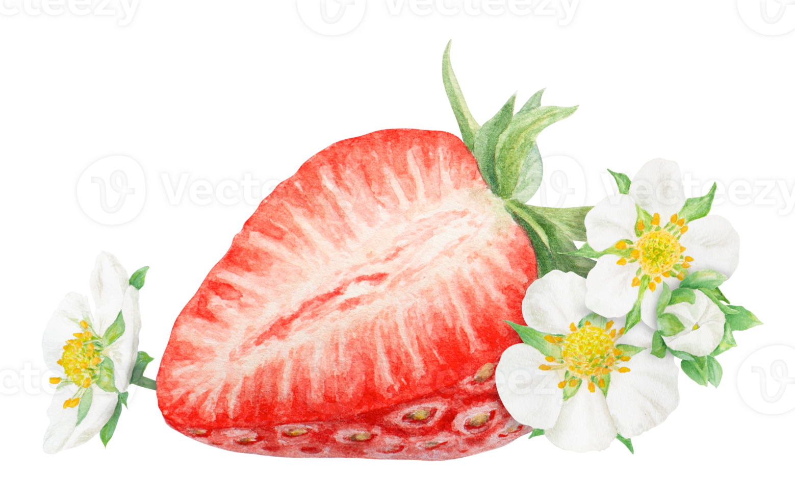 Red strawberry half, slice hand drawn watercolor illustration. Delicious food art, botanical realistic painting. Berry and white flowers clipart for cafe menu, packaging of farm goods, vegan products png