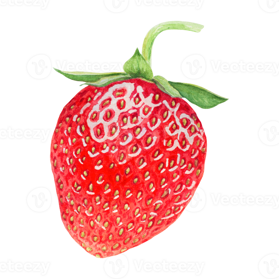 Red strawberry hand drawn watercolor illustration. Delicious food art, fresh botanical realistic painting. Summer sweet berry clipart for restaurant, cafe menu, packaging of farm goods, vegan products png