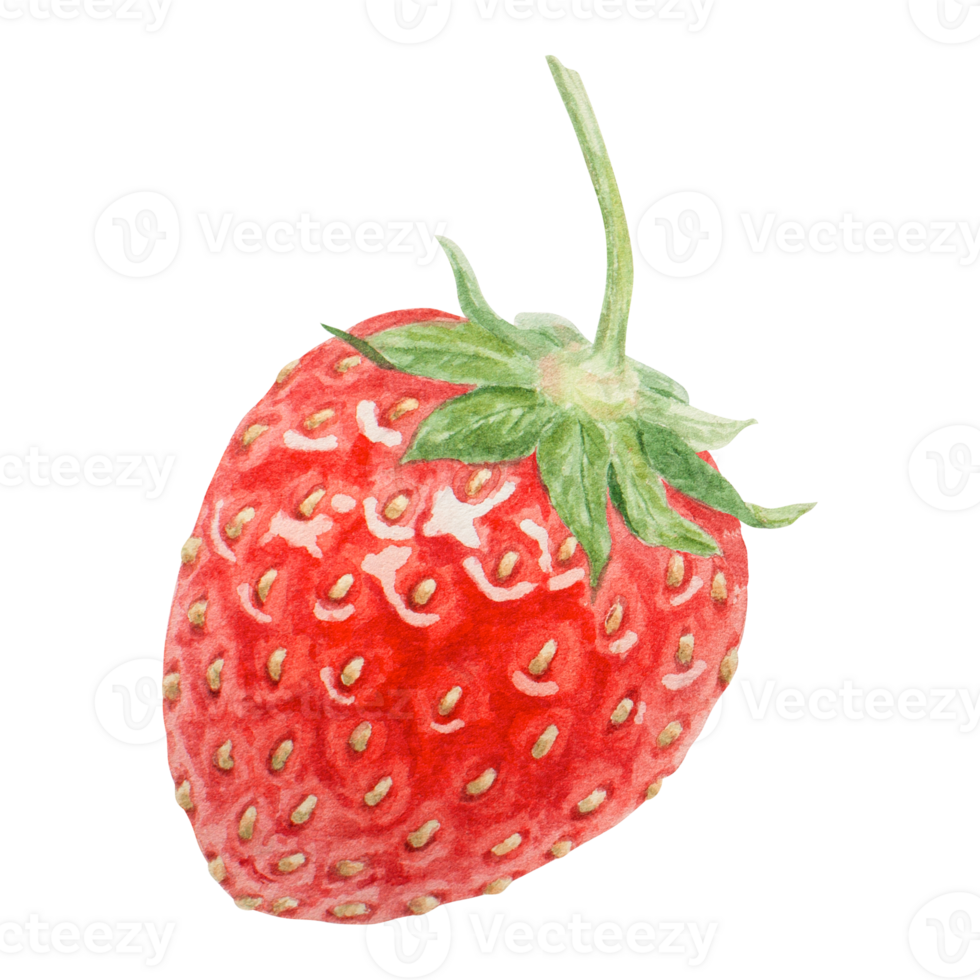 Red strawberry hand drawn watercolor illustration. Delicious food art, fresh botanical realistic painting. Summer sweet berry clipart for restaurant, cafe menu, packaging of farm goods, vegan products png