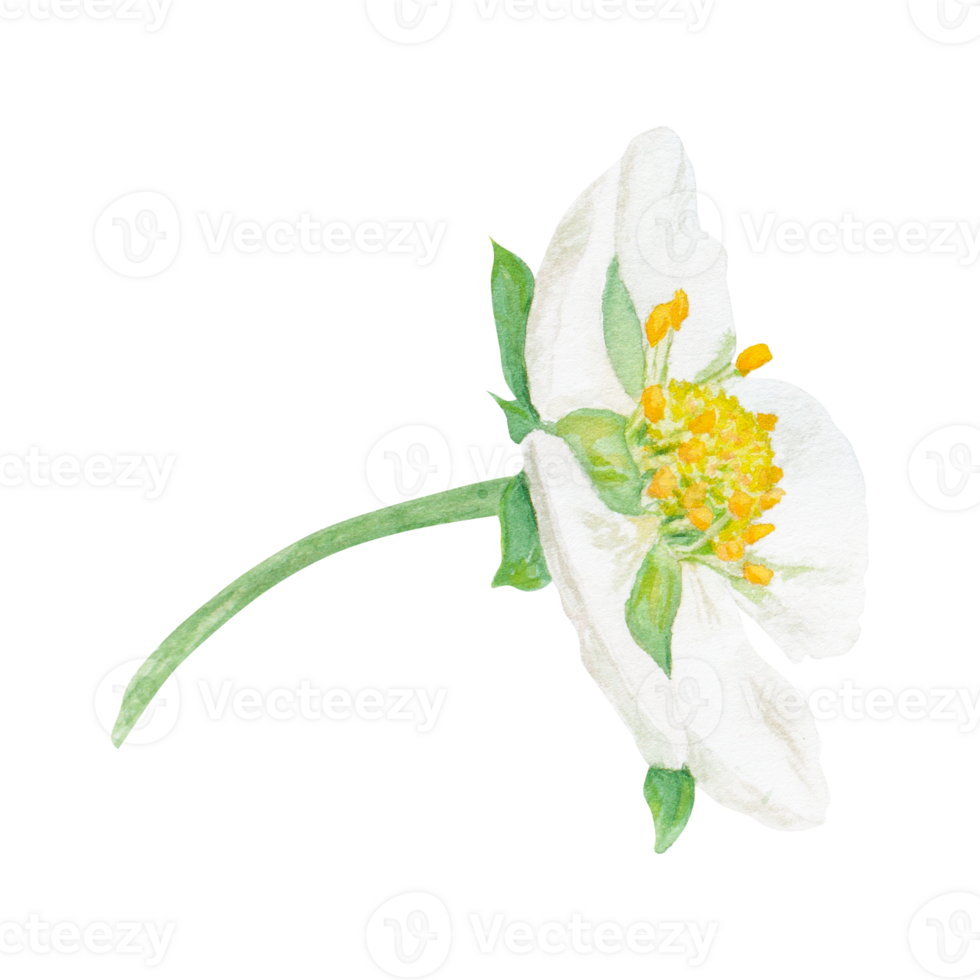 Strawberry flower with white petals hand drawn watercolor illustration. Food art, fresh botanical realistic painting. Summer blossom clipart for menu, packaging of farm goods, vegan, garden products png