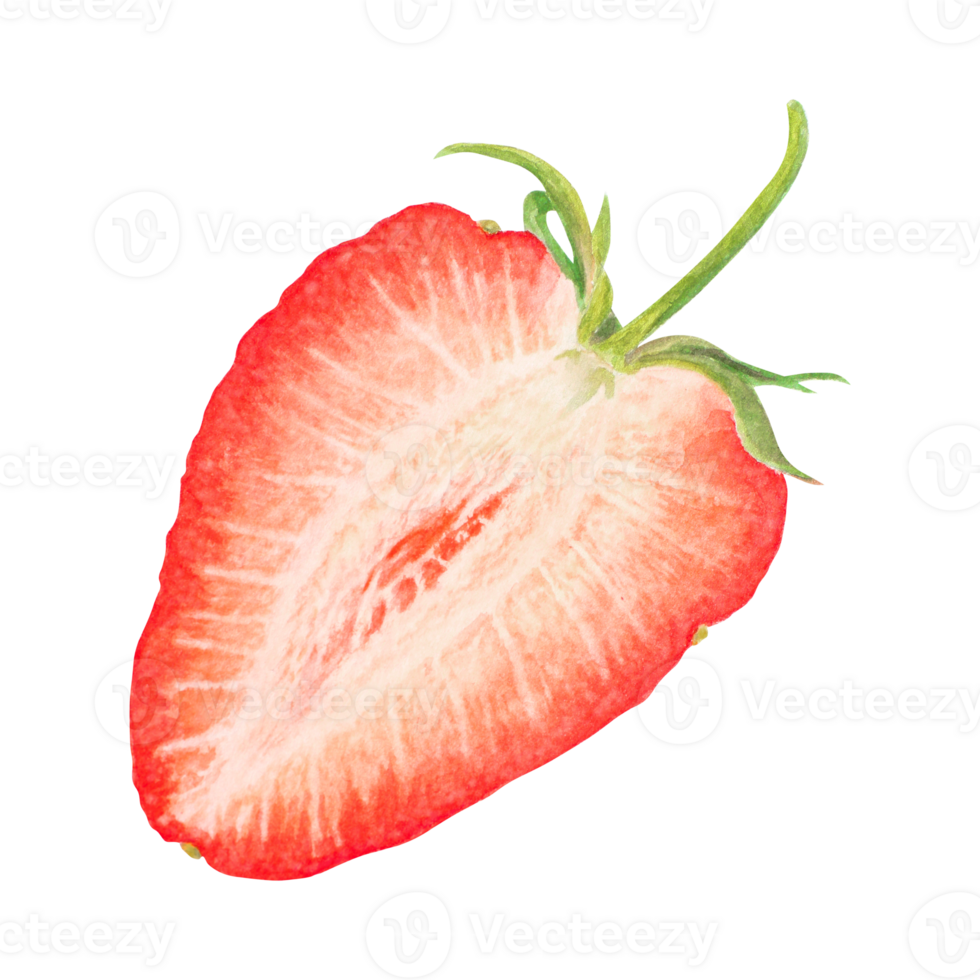 Red strawberry half, slice hand drawn watercolor illustration. Delicious food art, fresh botanical realistic painting. Summer berry clipart for cafe menu, packaging of farm goods, vegan products png