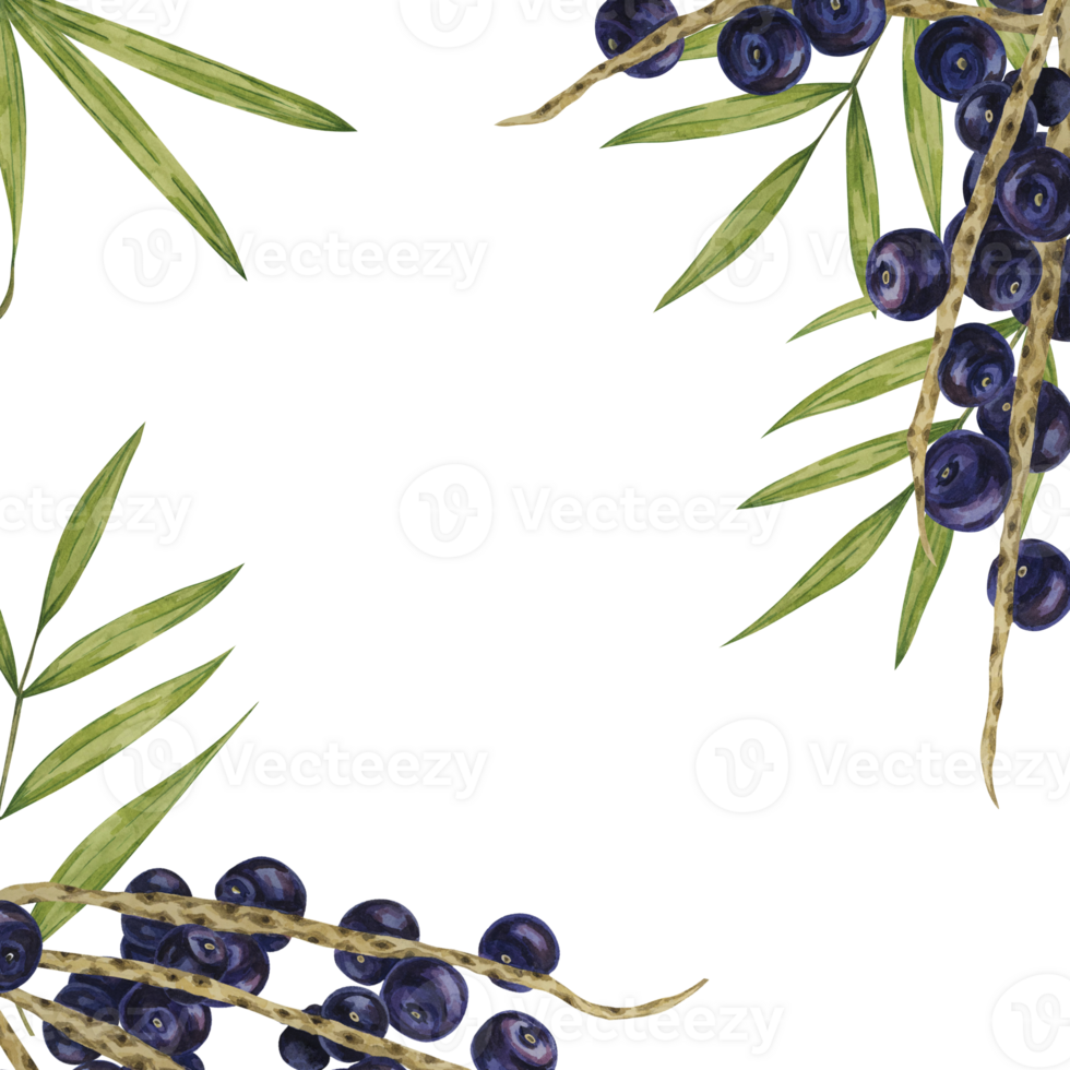 Acai berries superfood on the branches and palm leaves square frame blank template. Exotic tropical berries clipart. Watercolor illustration for packaging of granola, smoothie, supplements, labels png
