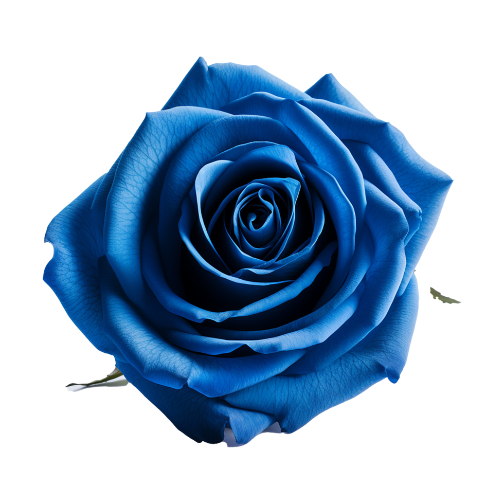 Fresh blue rose isolated on transparent background png