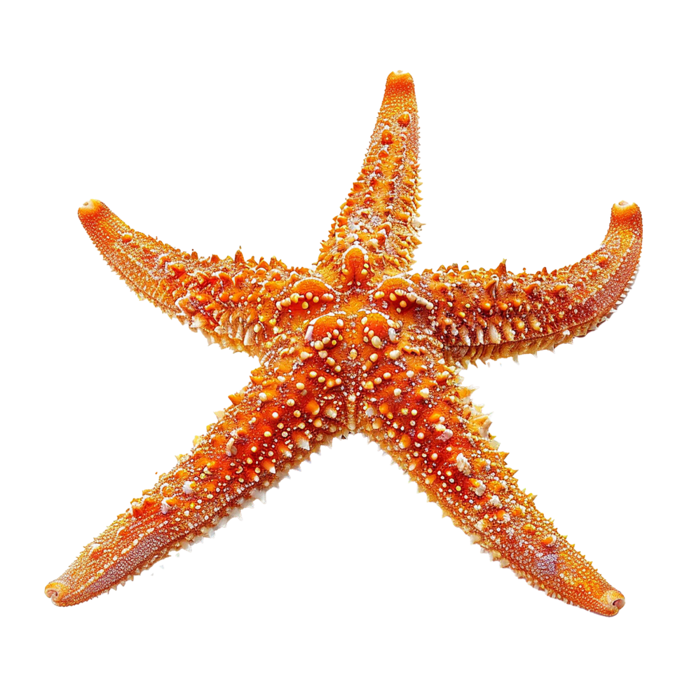 Starfish isolated on transparent background png