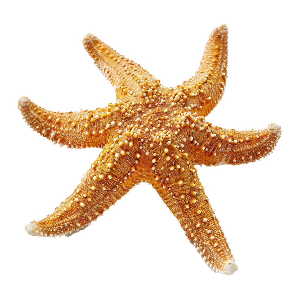 Starfish isolated on transparent background png