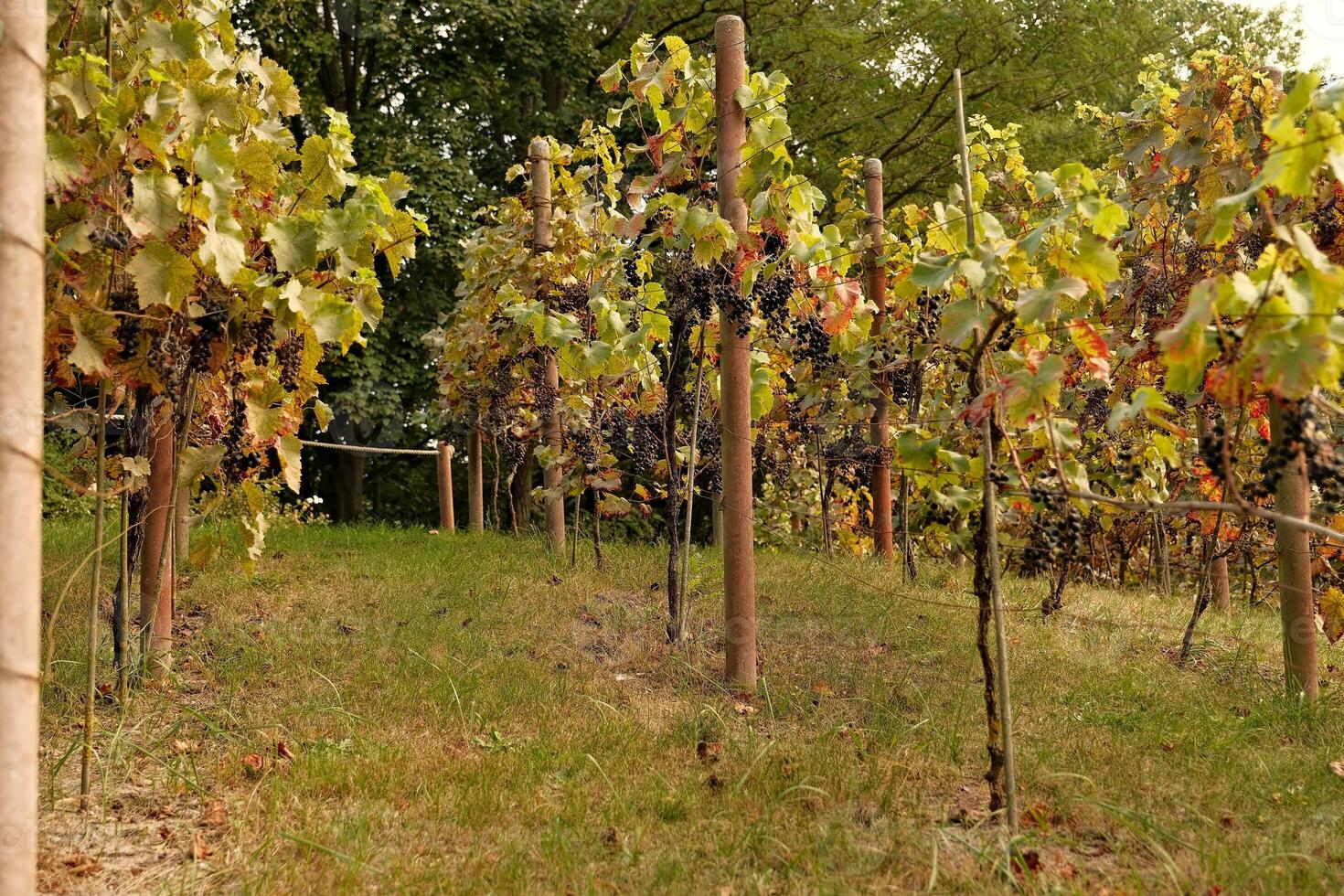 vineyard with grape leaves, wine in autumn photo