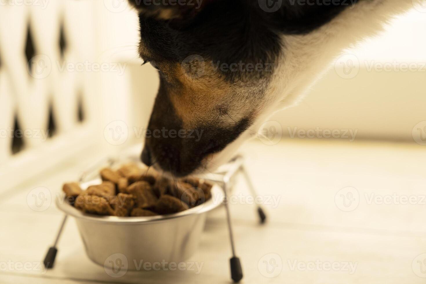 feeding the dog dry food. the process of pouring food into a bowl. dog eats food. pet feeding. healthy pet food photo