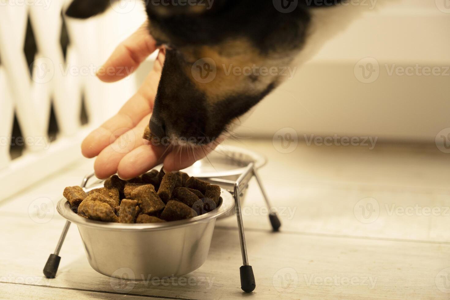 feeding the dog dry food. the process of pouring food into a bowl. dog eats food. pet feeding. healthy pet food photo