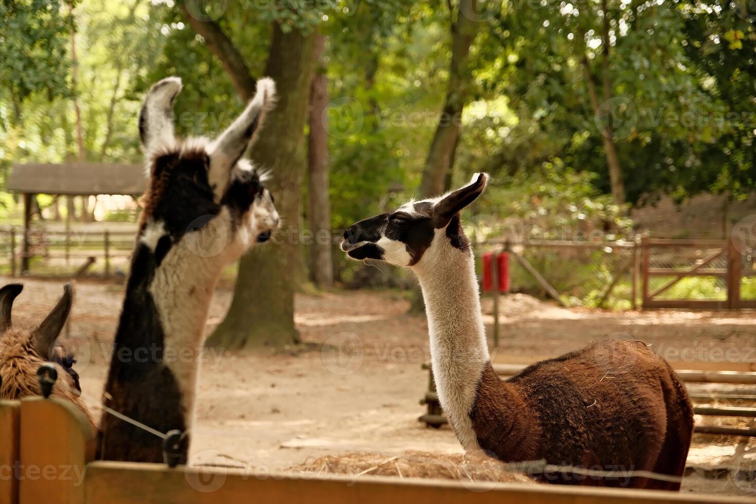 closeup of a brown llama with a long nose photo