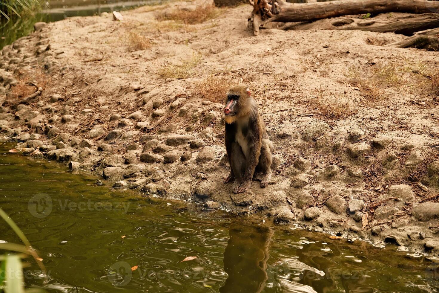monkey in the zoo photo