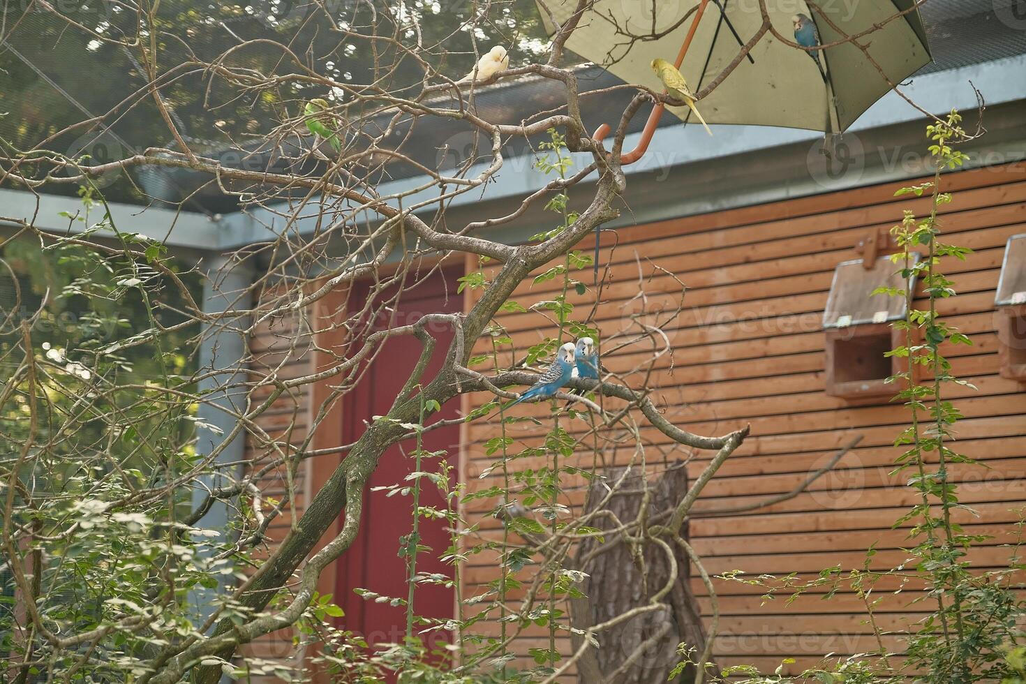 parrots in the garden photo
