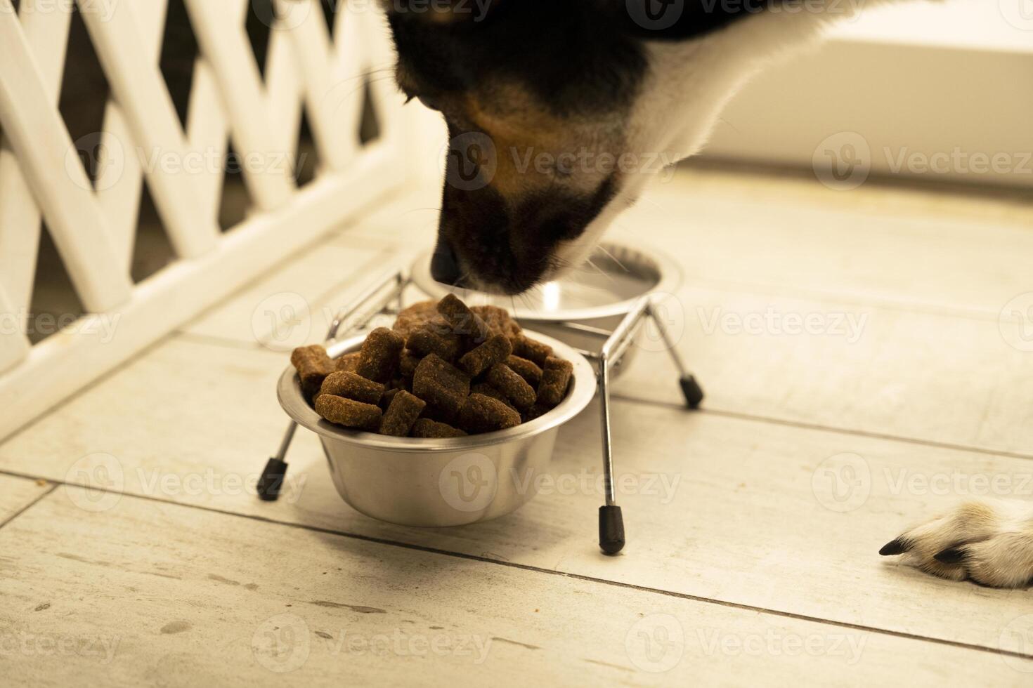 feeding the dog dry food. the process of pouring food into a bowl. dog eats food. pet feeding. healthy pet food photo