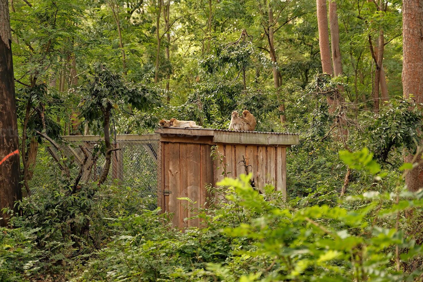 monkey portrait in natural habitat photo