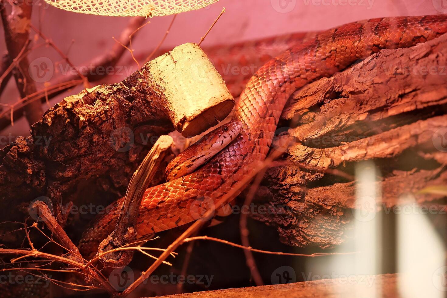red python python, python snake, python python, python, python snake, snake, snake photo