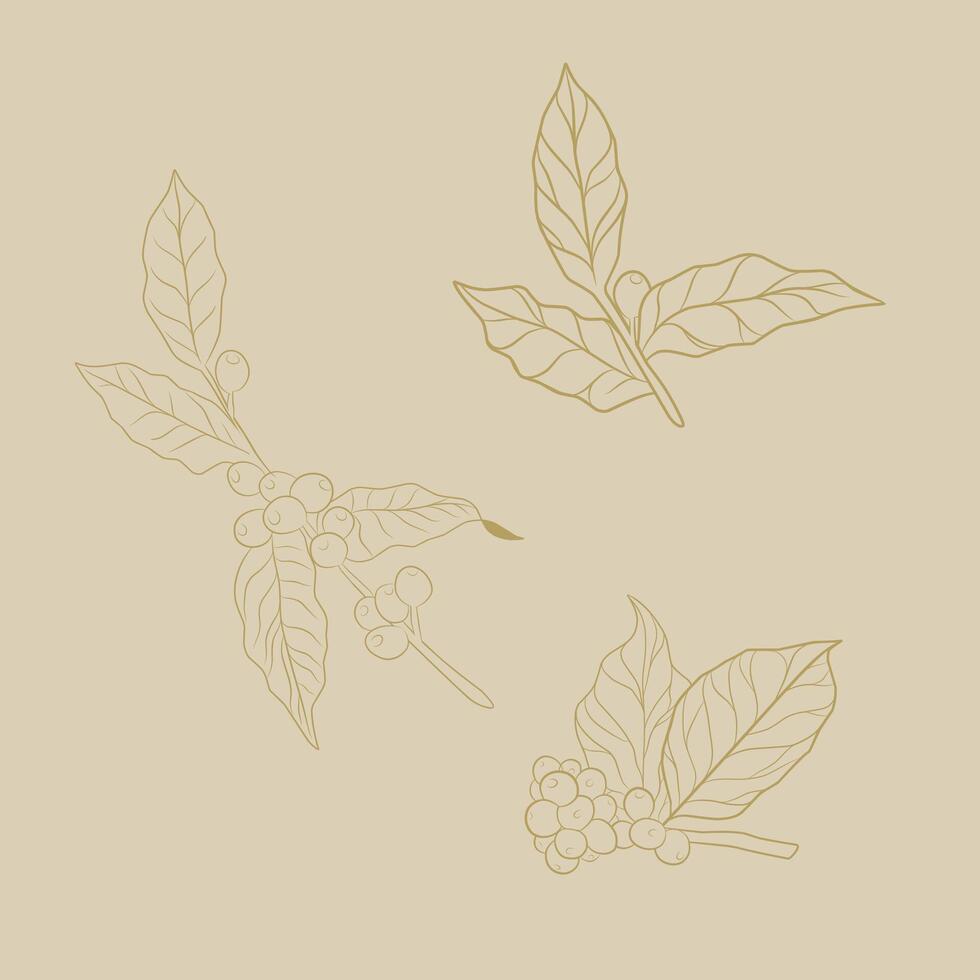 coffee plant drawn, sketch of coffee plant branch with leaves. coffee beans and leaves vector
