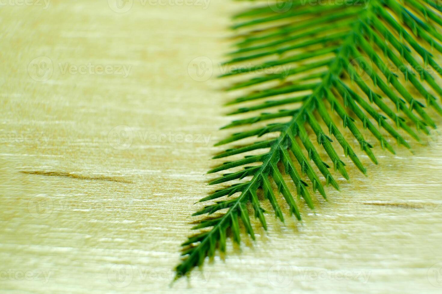 branch of a coniferous tree. background cutout. close-up photo