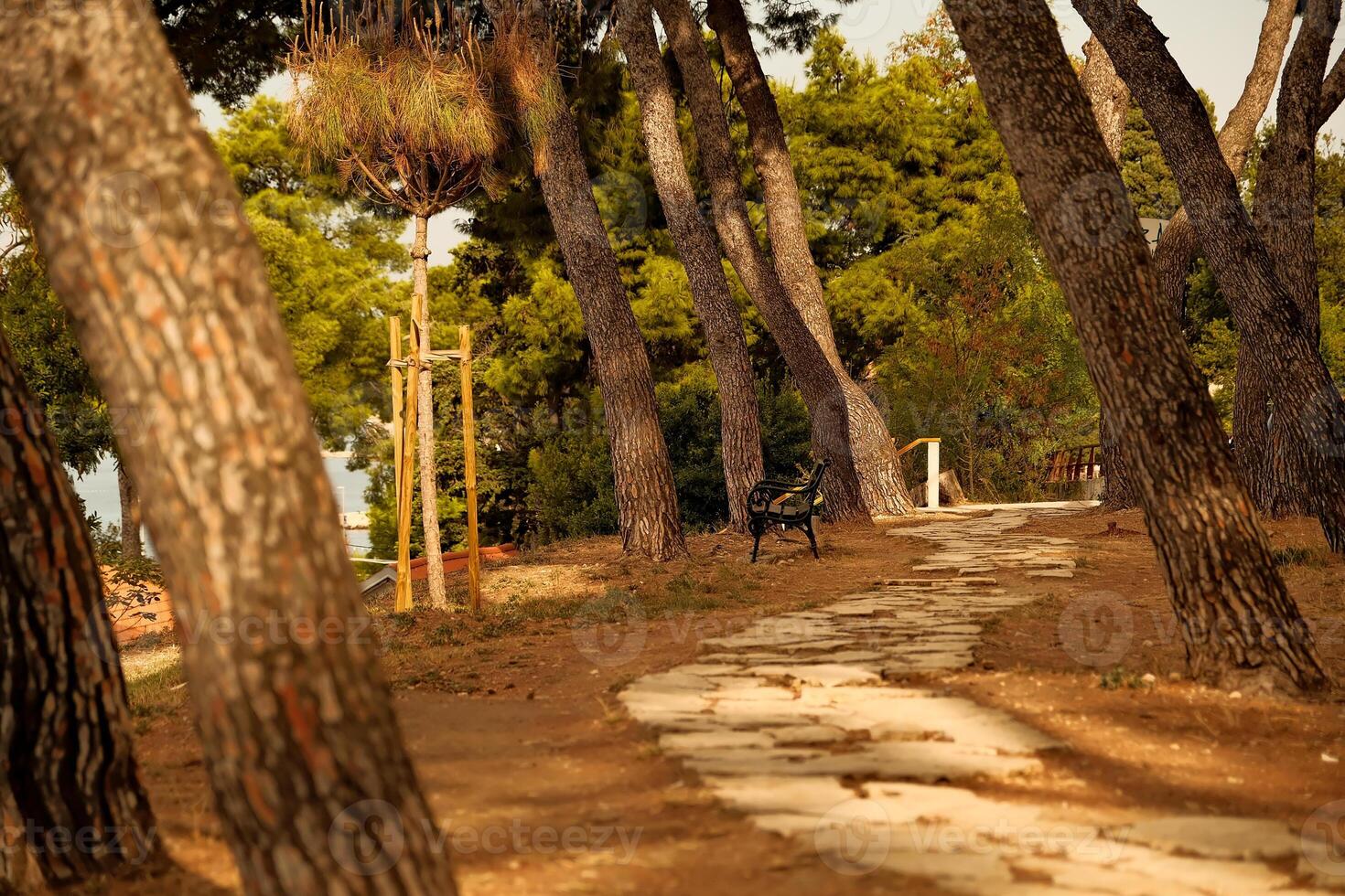 Rear view of a dog running on a path in the park photo