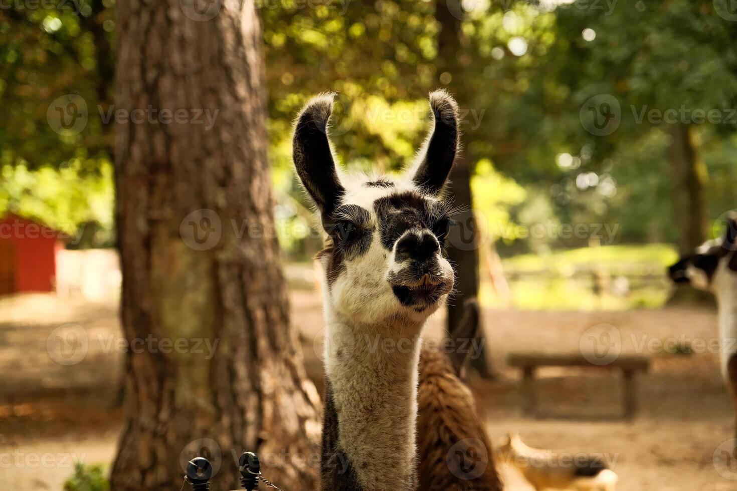de cerca de un de alpaca cara mirando a el cámara y masticación alimento. caricias zoo, alpaca y llama granja, animales en un bolígrafo. llama en el zoo. alpaca en el zoo. foto