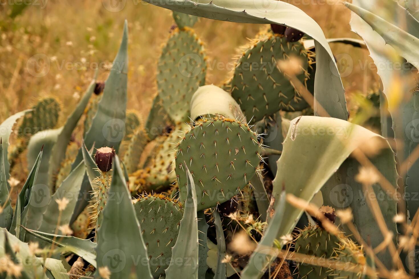 Prickly pear Opuntia cactus plant leaves with developing fruit growing . Opuntia cacti growing in the desert, South Africa photo