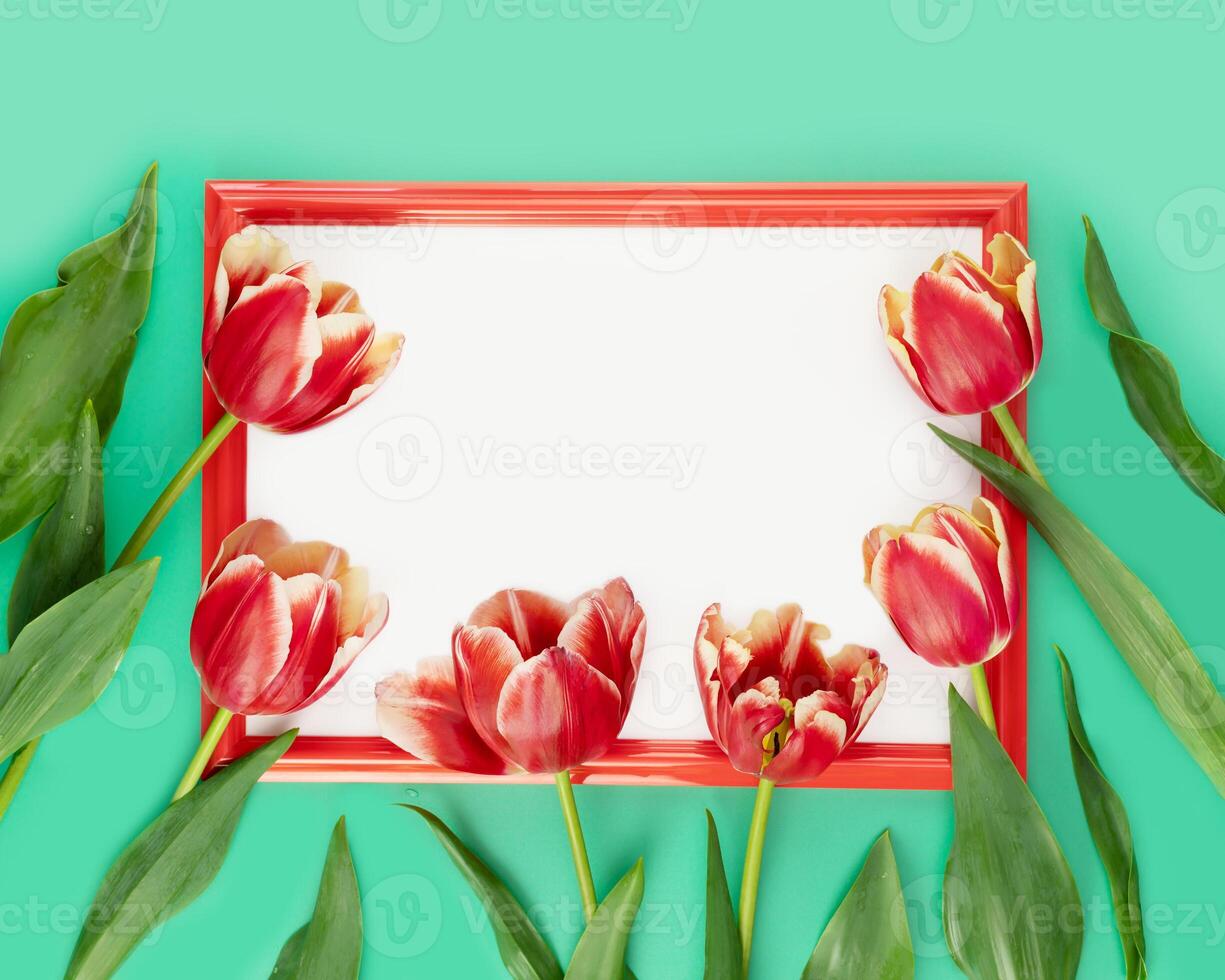 Holiday, flower card with red tulips with frame photo