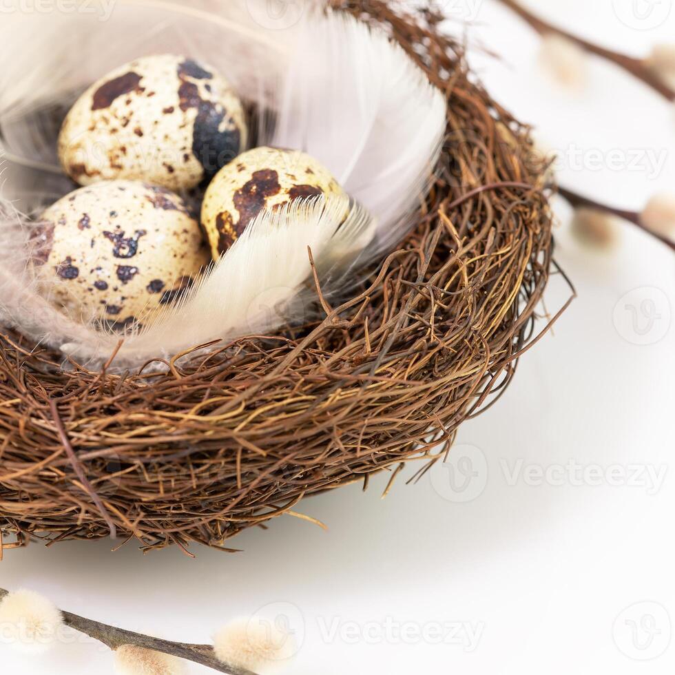 Quail eggs and feathers in a nest with willow twigs photo
