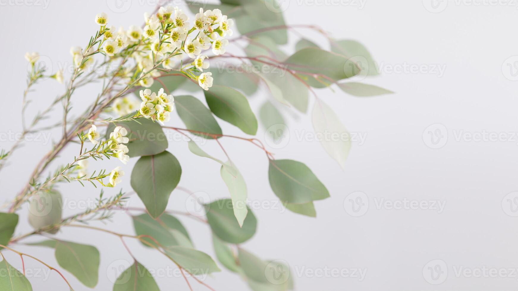 Sprig with green leaves and white flowers on a light background photo