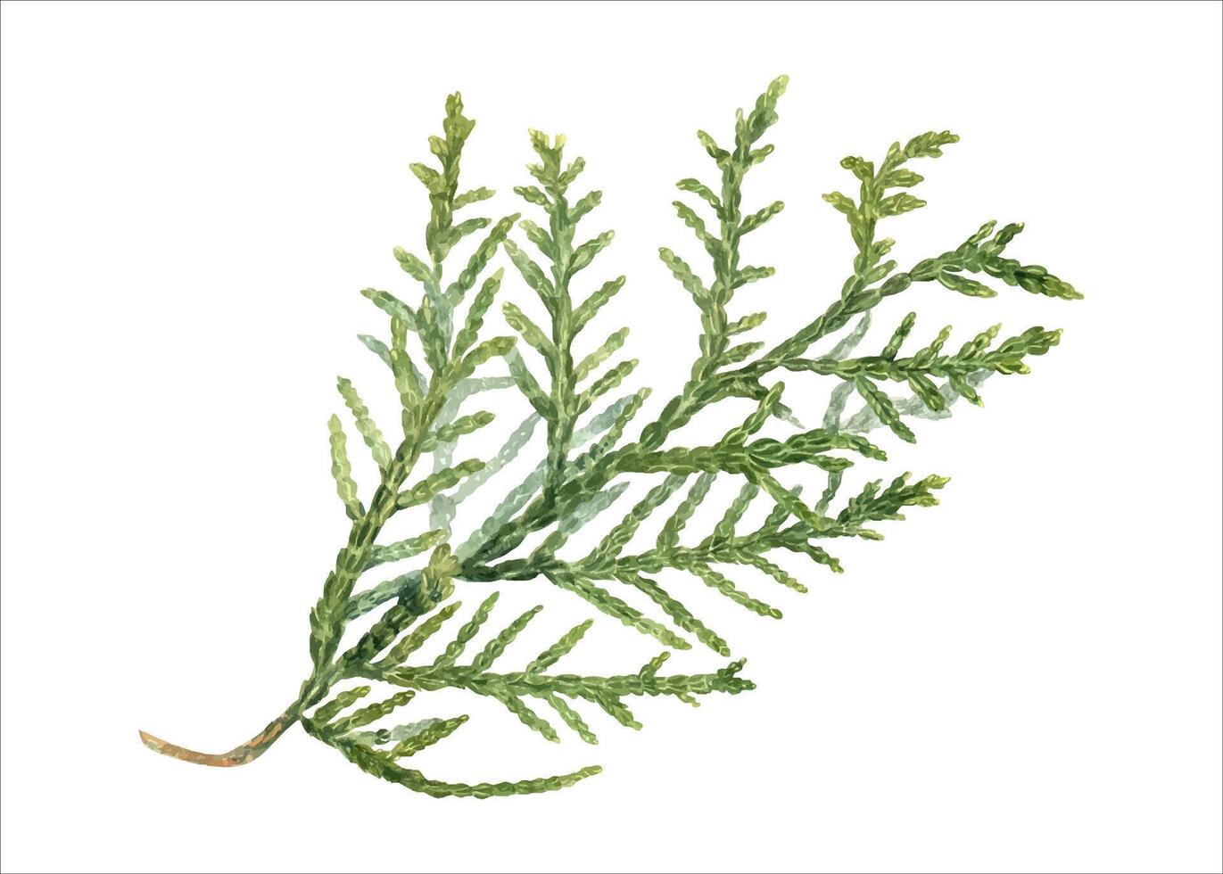 Cypress. Coniferous plant branch. Green lush Cupressus sprig. Watercolor illustration. Rustic design for nature and flora lovers. For nature and design projects. Xmas decor. Holiday season vector