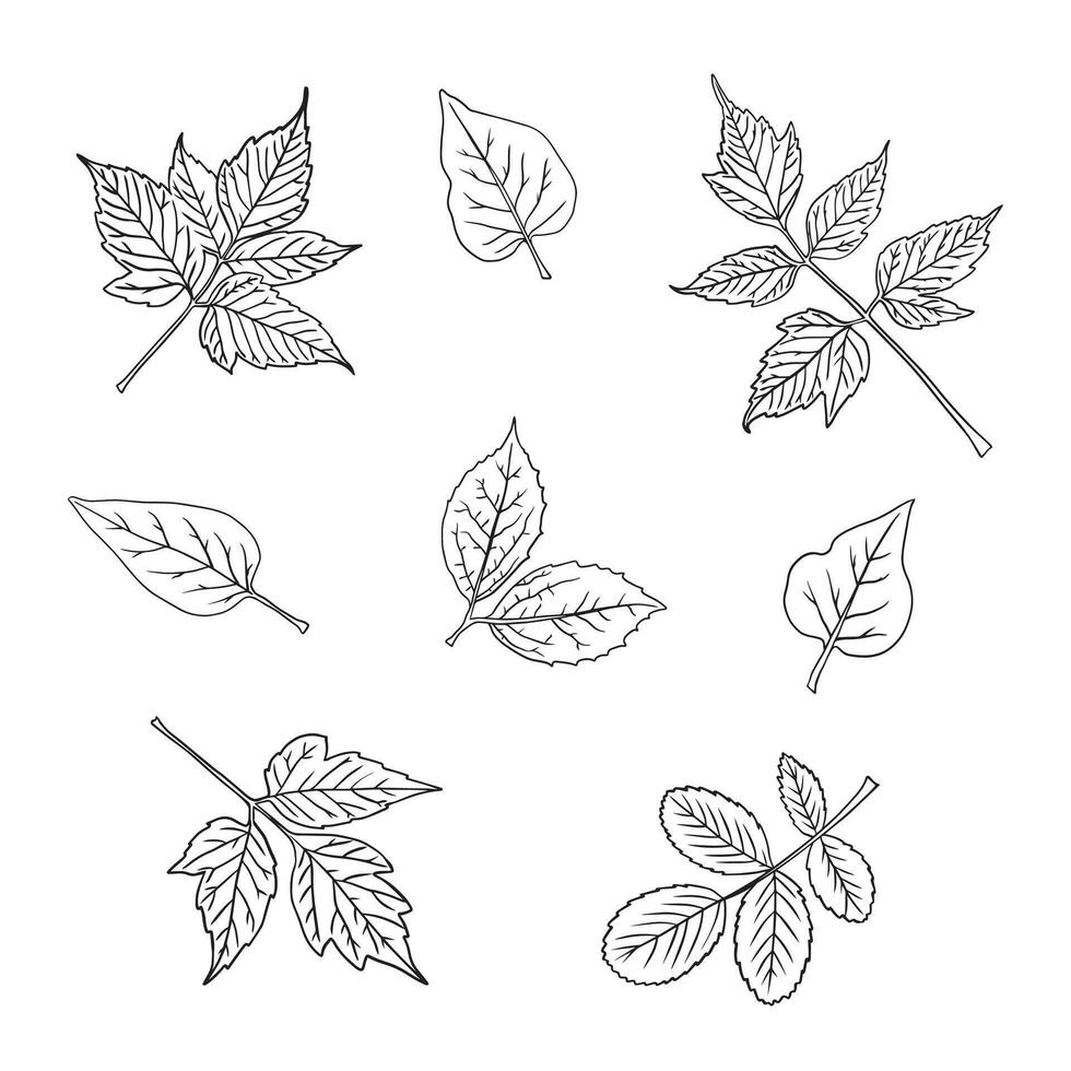 Set of leaves of different trees. Hand drawing. Sketch, design elements. vector