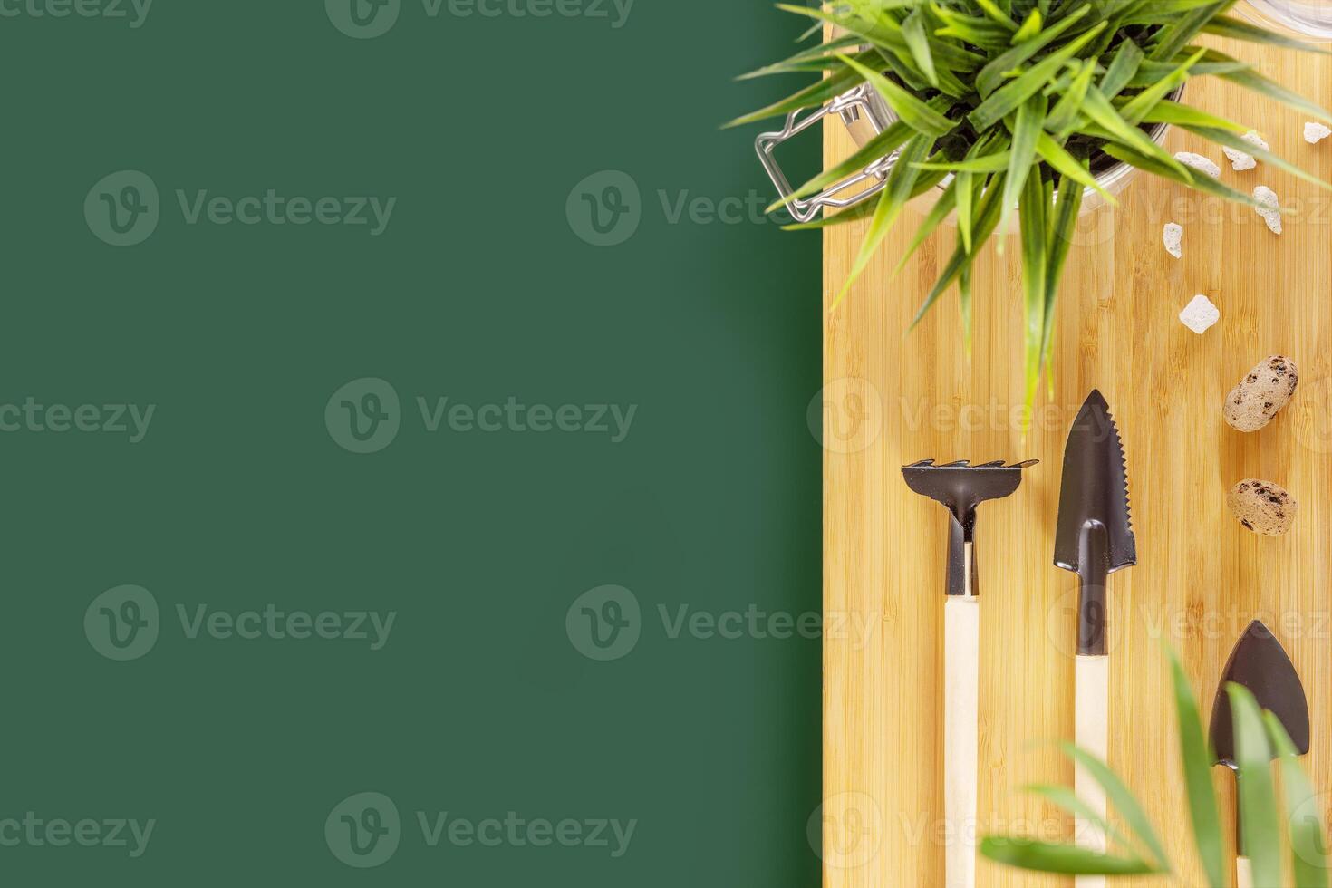 Garden tools and plants on a wooden board on green backgrounds photo