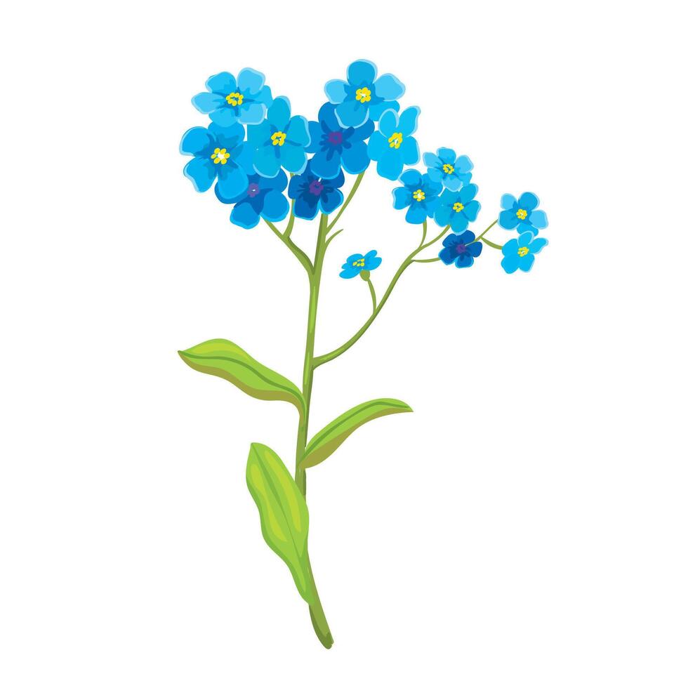 Botanic illustration of beautiful blue forget-me-not flowers vector