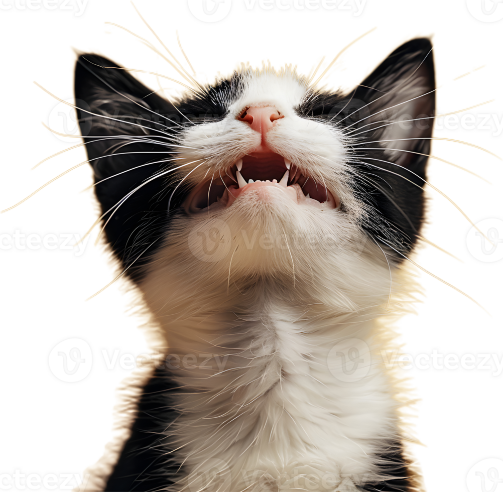 a black and white kitten with its mouth open png