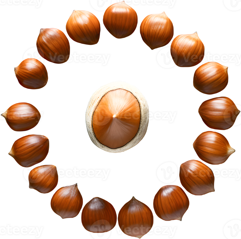 hazelnut on a transparent background png