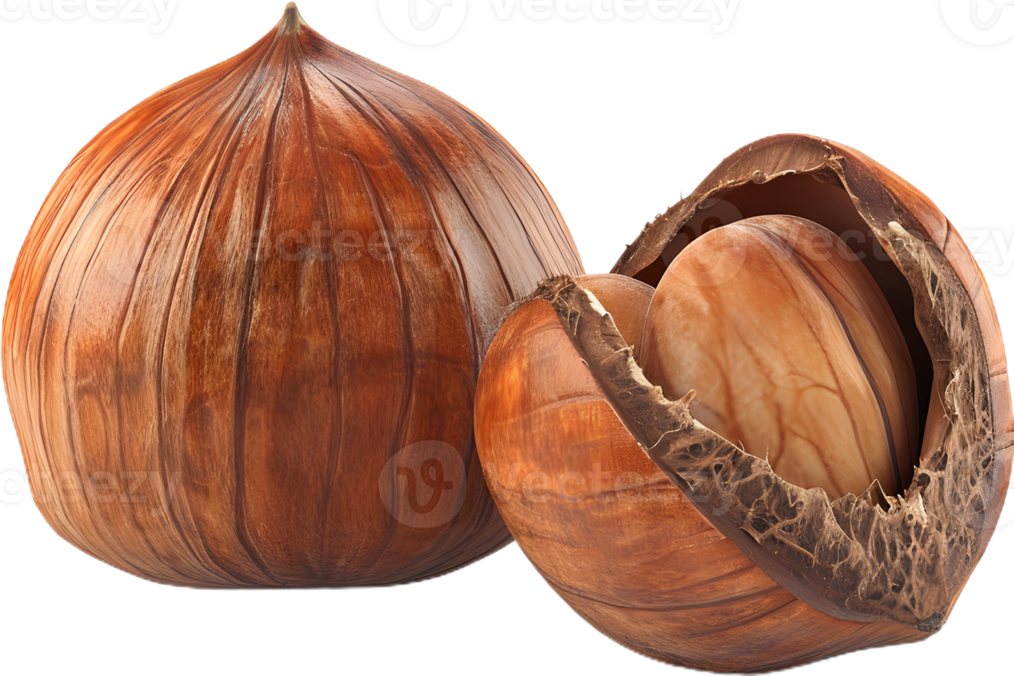 hazelnut on a transparent background png
