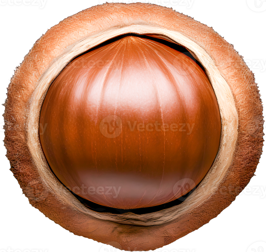 hazelnut on a transparent background png