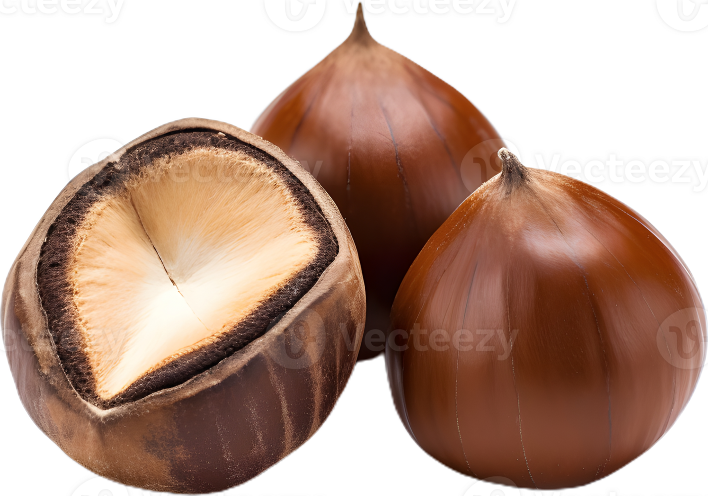 hazelnut on a transparent background png