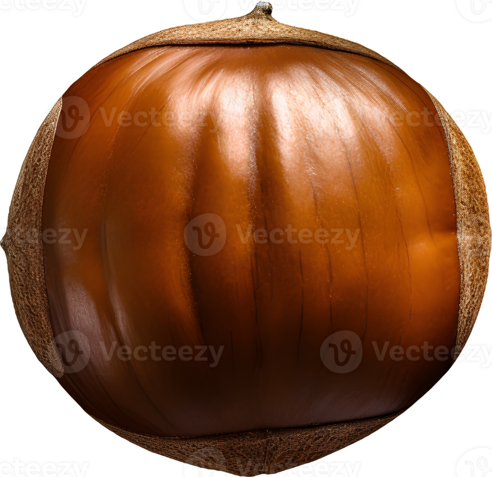hazelnut on a transparent background png