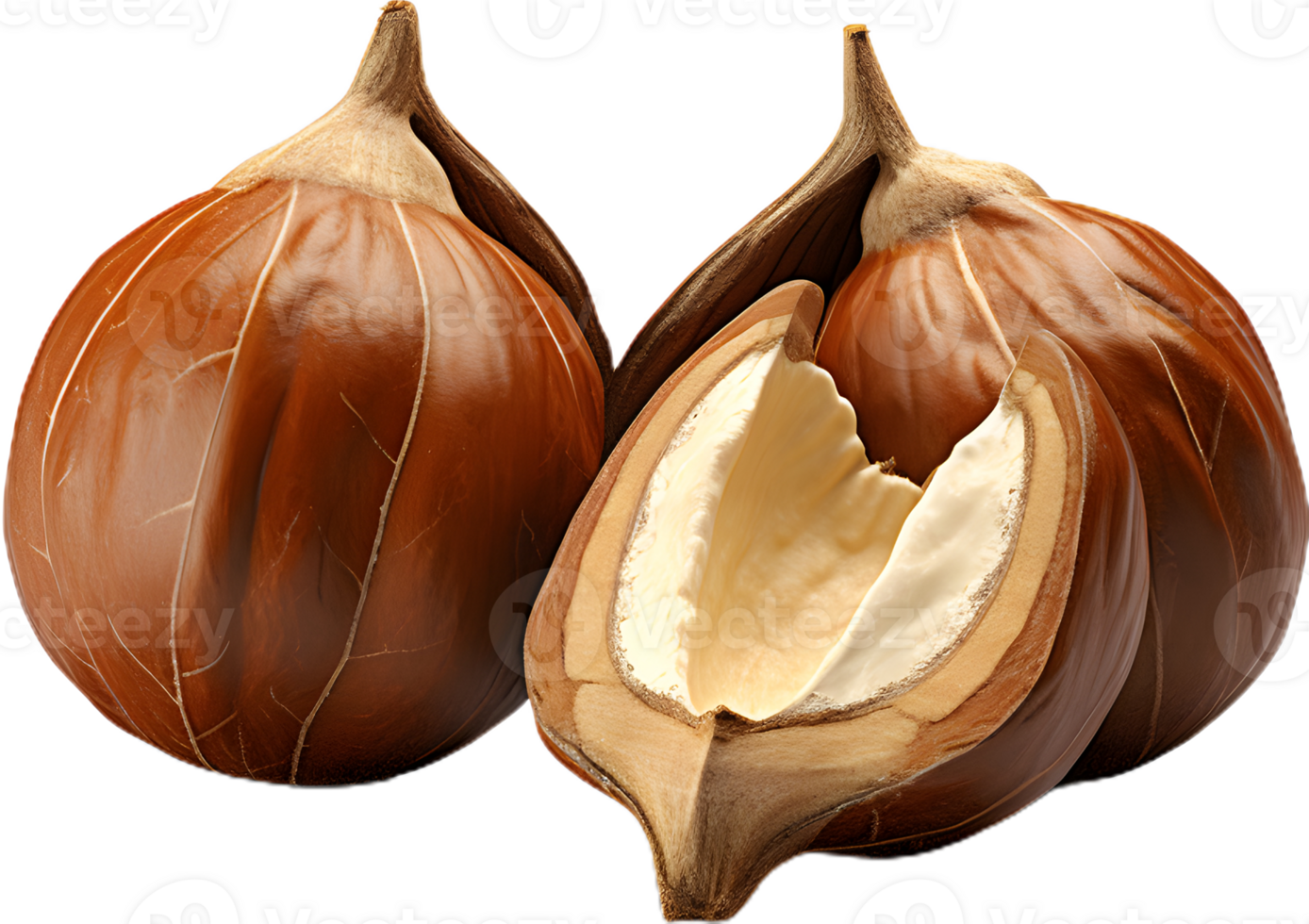 hazelnut on a transparent background png