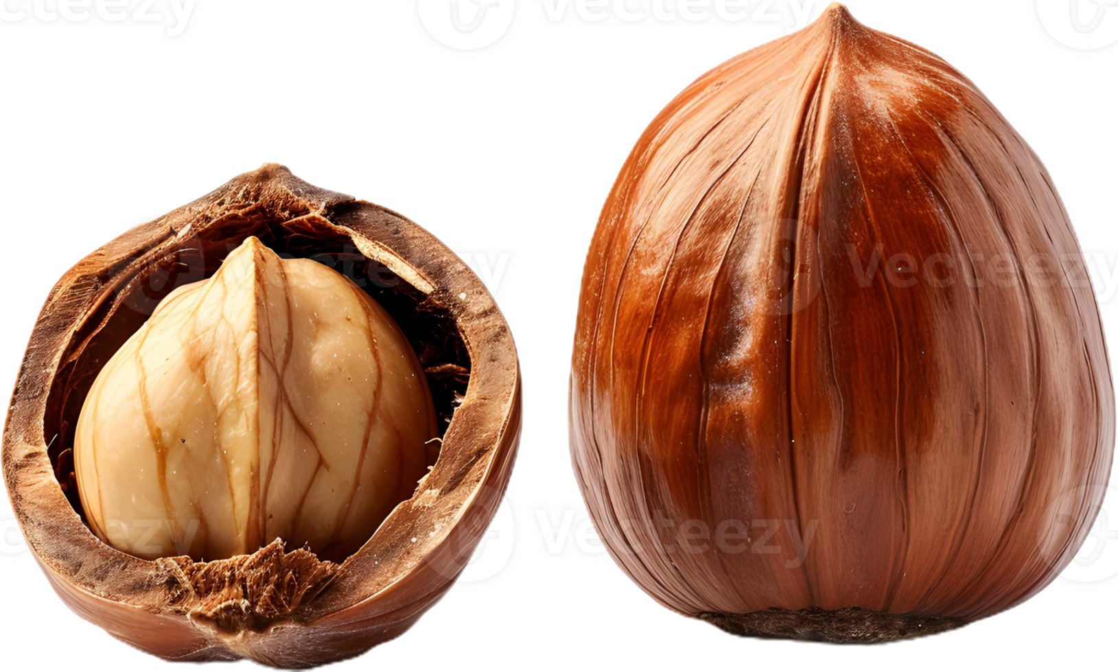hazelnut on a transparent background png