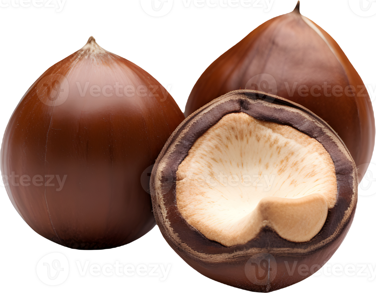 hazelnut on a transparent background png