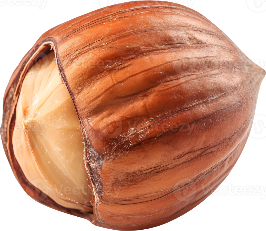 hazelnut on a transparent background png