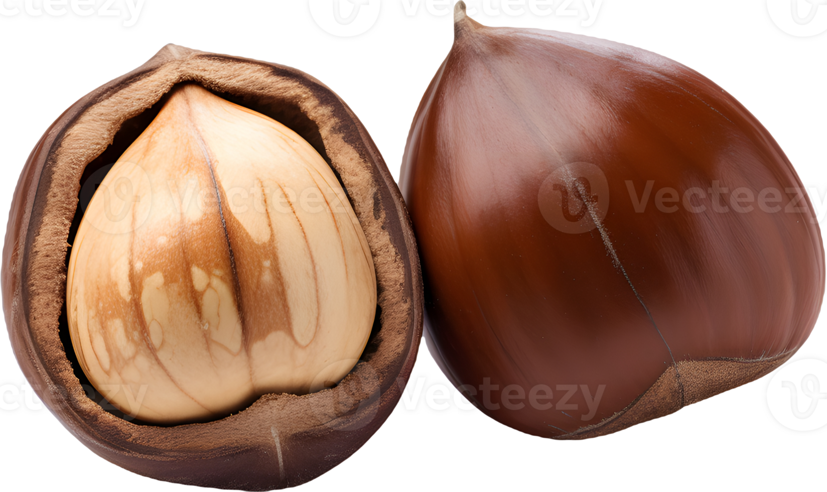 hazelnut on a transparent background png